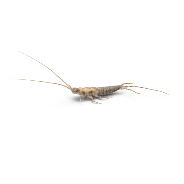 Silverfish PNG & PSD Images