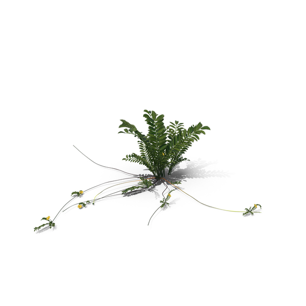 Flowering Plants: Silverweed PNG & PSD Images Flowering Plants: Silverweed PNG & PSD Images