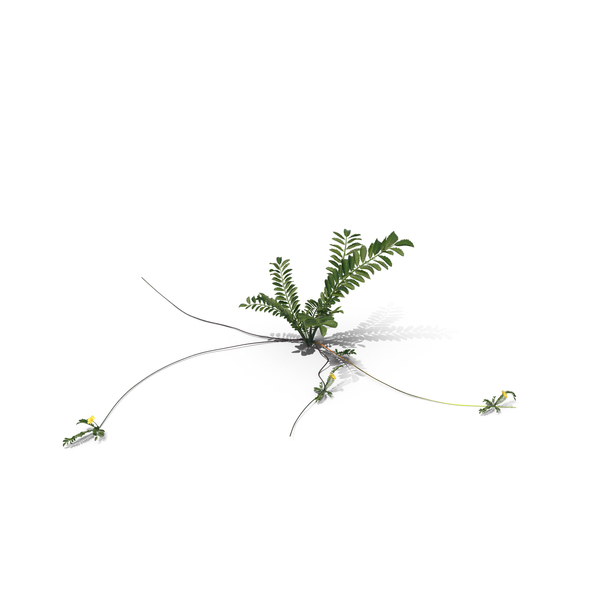 Flowering Plants: Silverweed PNG & PSD Images Flowering Plants: Silverweed PNG & PSD Images