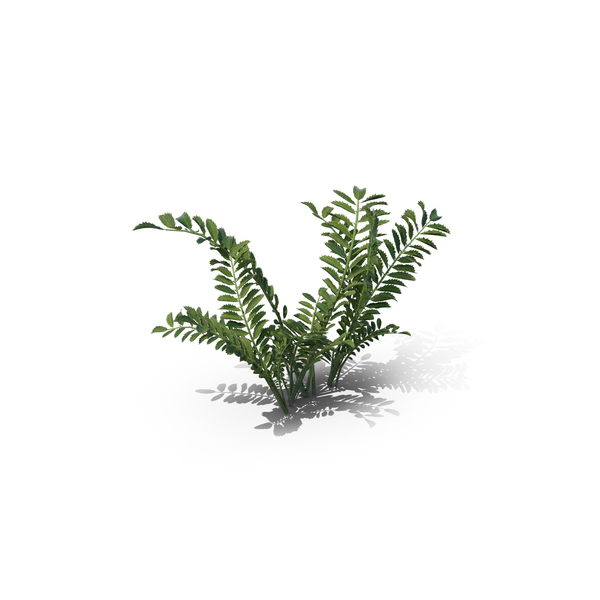 Flowering Plants: Silverweed PNG & PSD Images Flowering Plants: Silverweed PNG & PSD Images