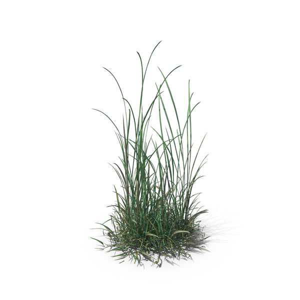 Grasses: Simple Grass PNG & PSD Images Grasses: Simple Grass PNG & PSD Images
