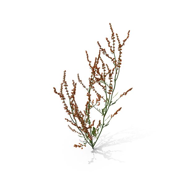 Grasses: Simple Grass PNG & PSD Images Grasses: Simple Grass PNG & PSD Images