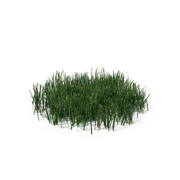 Grasses: Simple Grass PNG & PSD Images Grasses: Simple Grass PNG & PSD Images