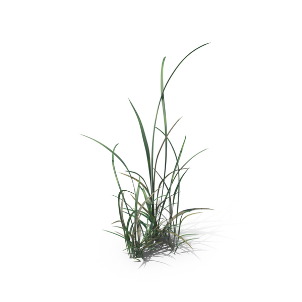 Grasses: Simple Grass PNG & PSD Images Grasses: Simple Grass PNG & PSD Images