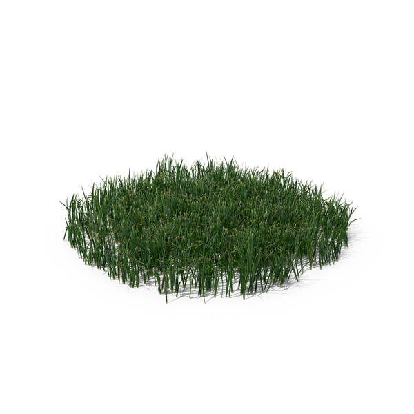 Grasses: Simple Grass (Large) PNG & PSD Images Grasses: Simple Grass (Large) PNG & PSD Images