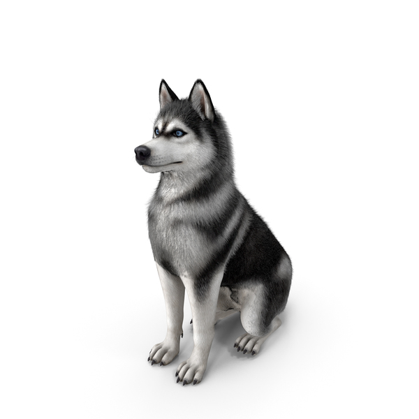 Sitting Husky Dog Black and White Fur PNG & PSD Images