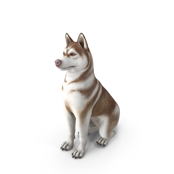 Sitting Siberian Husky Copper and White PNG & PSD Images Sitting Siberian Husky Copper and White PNG & PSD Images