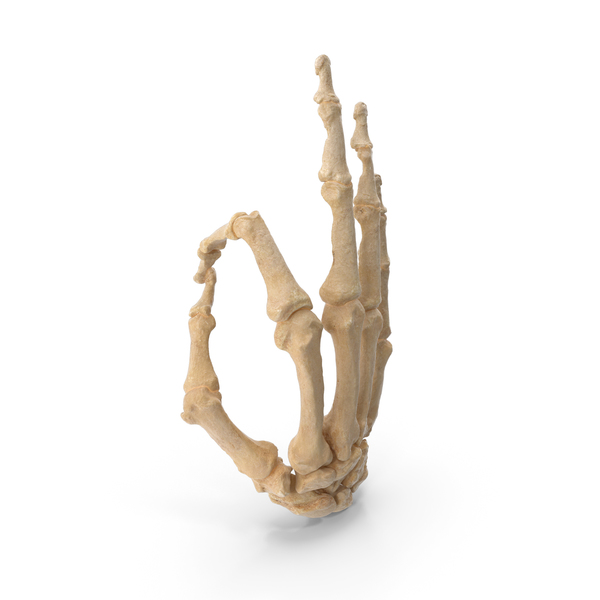Hand Gestures: Skeletal Hole Sign PNG & PSD Images Hand Gestures: Skeletal Hole Sign PNG & PSD Images