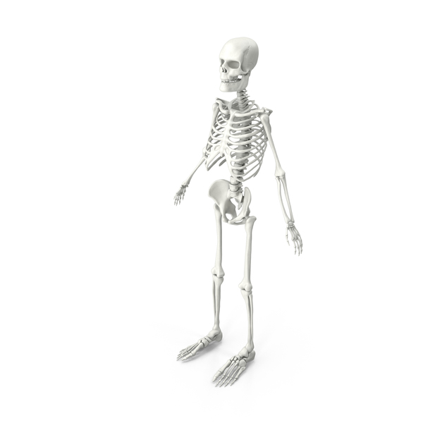 Male Skeleton: Skeletal System PNG & PSD Images