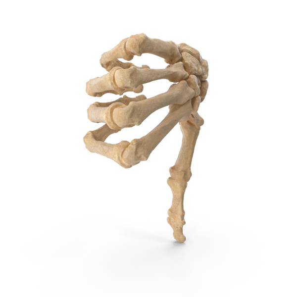 Hand Gestures: Skeletal Thumbs Down Sign PNG & PSD Images Hand Gestures: Skeletal Thumbs Down Sign PNG & PSD Images
