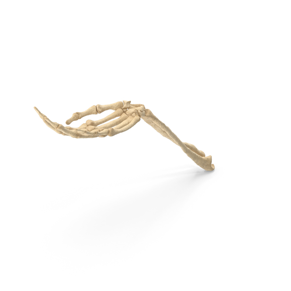 Skeletal: Skeleton Hand Handfull Hold Pose PNG & PSD Images Skeletal: Skeleton Hand Handfull Hold Pose PNG & PSD Images