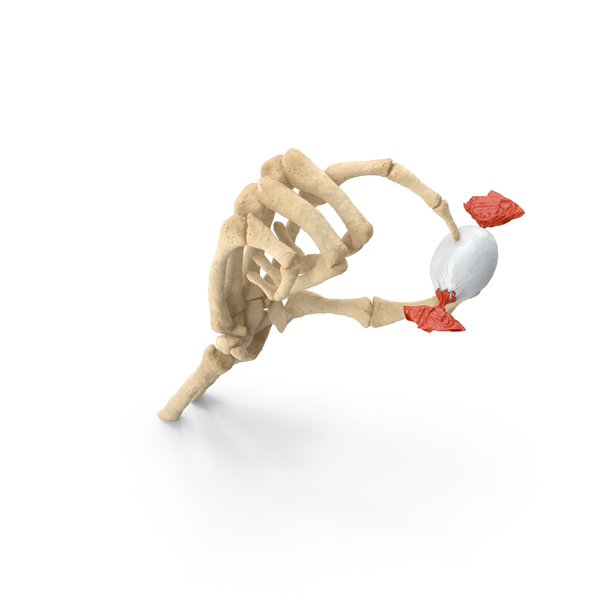 Skeleton Hand Holding A Wrapped Small Chocolate Egg PNG & PSD Images Skeleton Hand Holding A Wrapped Small Chocolate Egg PNG & PSD Images