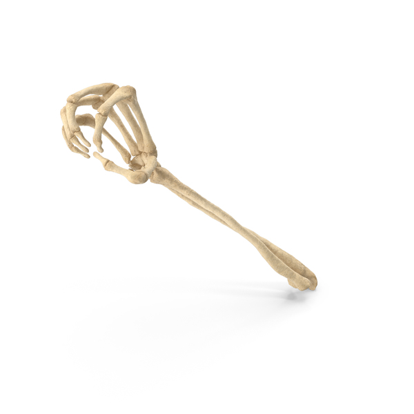 Skeleton Hand Object Grip Pose PNG & PSD Images Skeleton Hand Object Grip Pose PNG & PSD Images