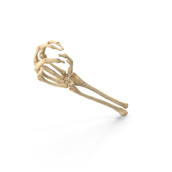 Skeleton Hand Small Sphere Object Hold Pose PNG & PSD Images Skeleton Hand Small Sphere Object Hold Pose PNG & PSD Images