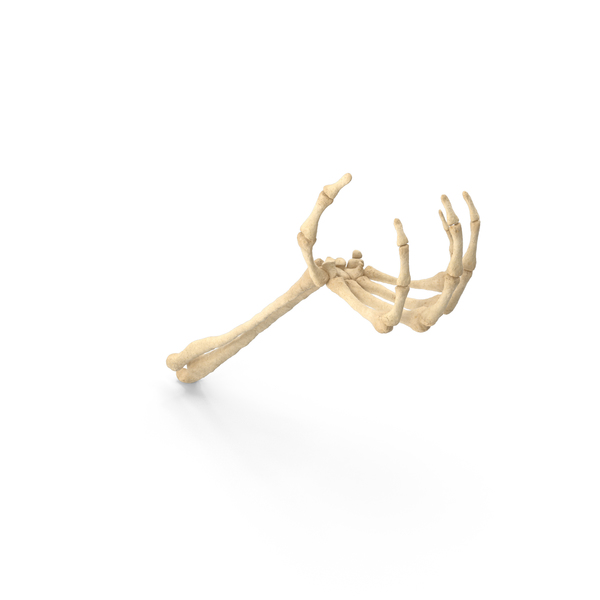 Skeleton Hand Upwards Object Hold Pose PNG & PSD Images Skeleton Hand Upwards Object Hold Pose PNG & PSD Images
