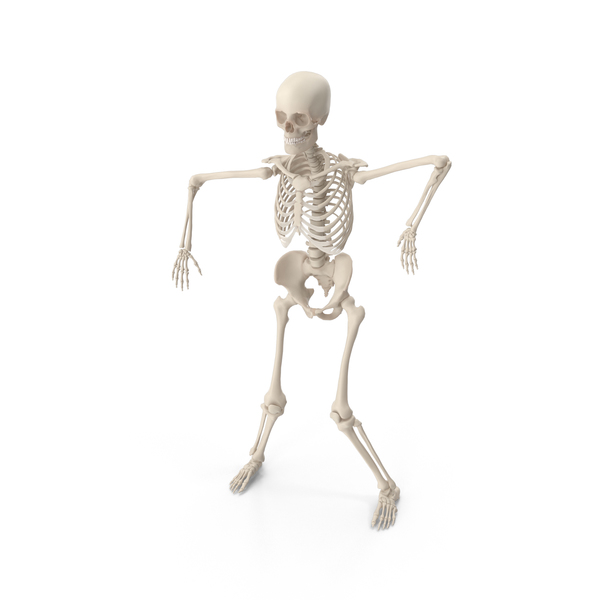 Male: Skeleton Robot PNG & PSD Images