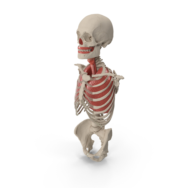 Human: Skeleton Thorax Anatomy PNG & PSD Images Human: Skeleton Thorax Anatomy PNG & PSD Images