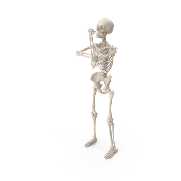 Male: Skeleton Up Yours PNG & PSD Images Male: Skeleton Up Yours PNG & PSD Images