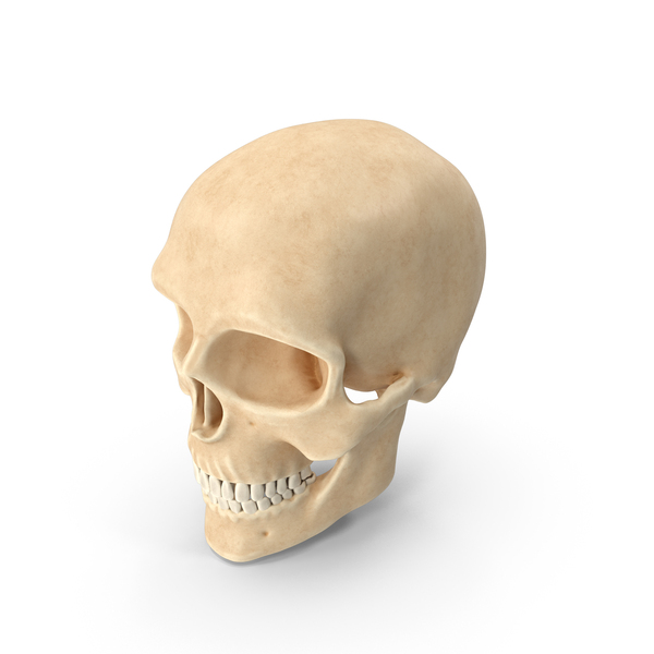 Skull PNG & PSD Images