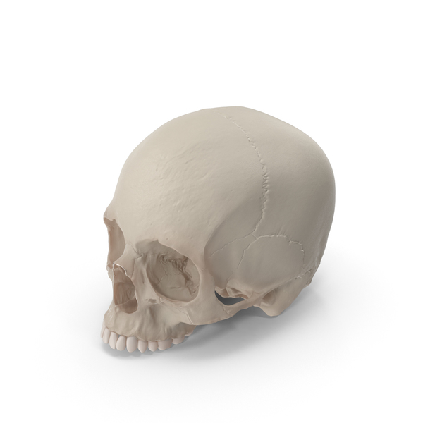 Skull PNG & PSD Images