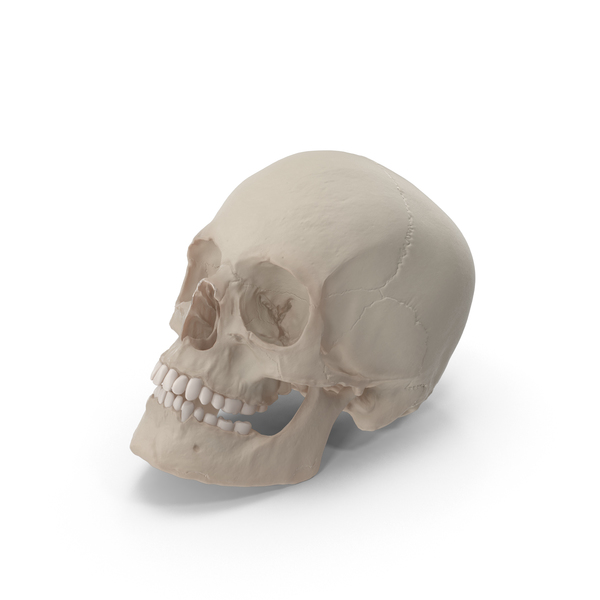 Skull Resting PNG & PSD Images