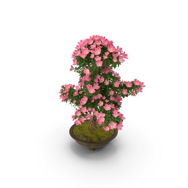 Conifer: Small Bonsai Tree with Flowers in Pot PNG & PSD Images Conifer: Small Bonsai Tree with Flowers in Pot PNG & PSD Images