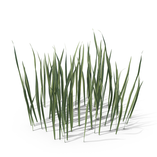 Grasses: Small Coarse Round Grass Patch PNG & PSD Images Grasses: Small Coarse Round Grass Patch PNG & PSD Images