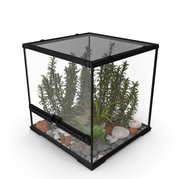 Small Cubic Terrarium With Plants And Iguana PNG Images & PSDs for ...