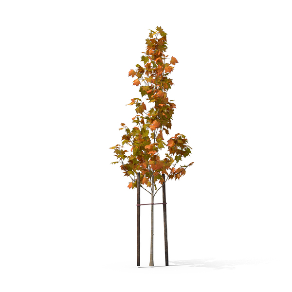 Small Tree PNG & PSD Images Small Tree PNG & PSD Images