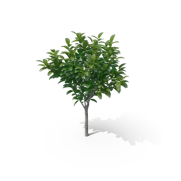 Cockspur Hawthorn: Small Tree PNG & PSD Images