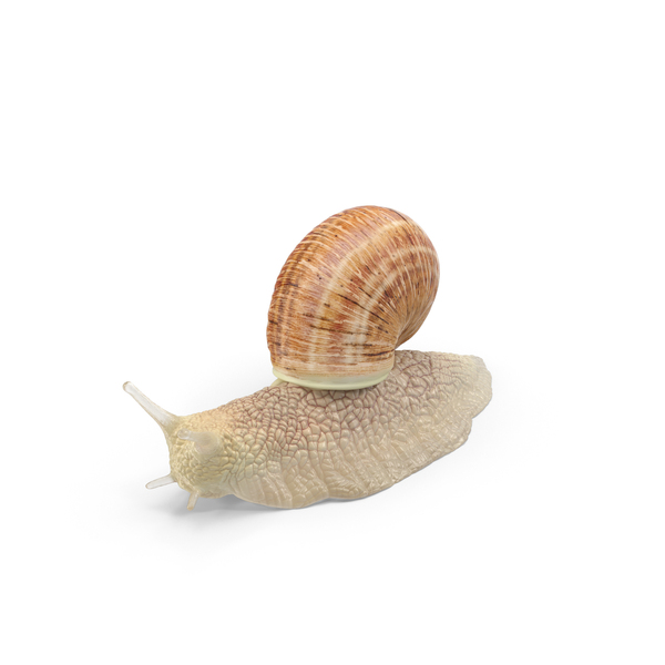 Snail PNG & PSD Images Snail PNG & PSD Images