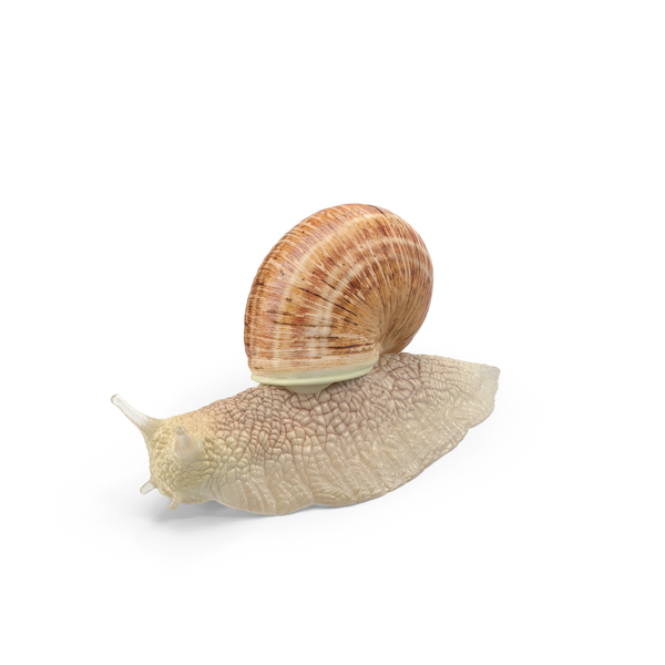 Snail PNG & PSD Images Snail PNG & PSD Images