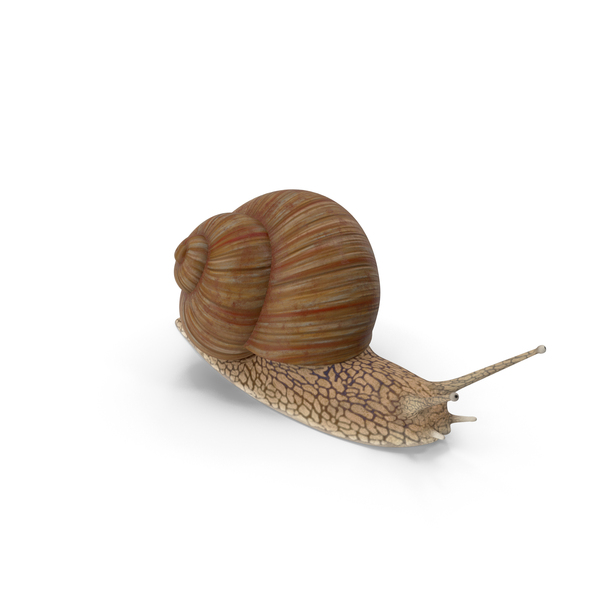 Snail PNG & PSD Images