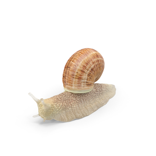 Snail PNG & PSD Images