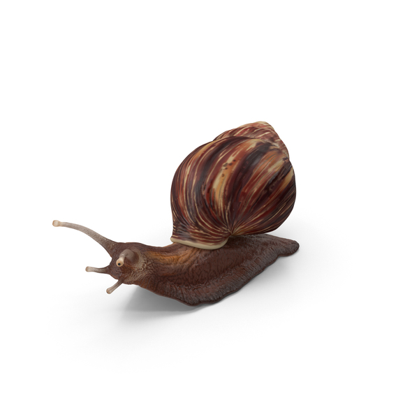 Snail PNG & PSD Images