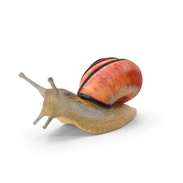 Snail PNG & PSD Images