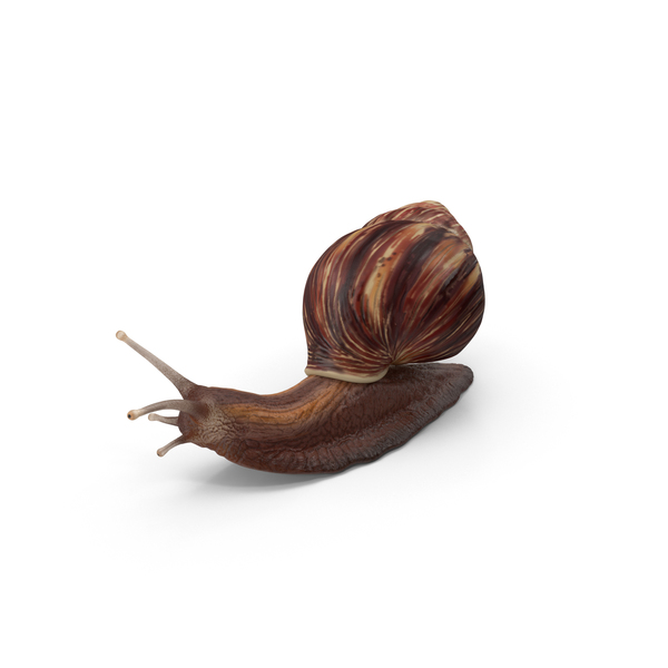 Snail PNG & PSD Images