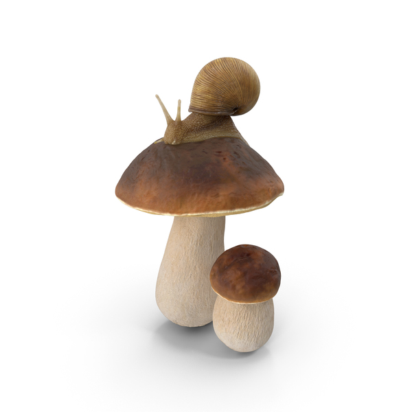 Porcini: Snail Crawls on a Mushroom PNG & PSD Images Porcini: Snail Crawls on a Mushroom PNG & PSD Images