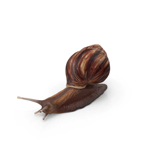 Snail PNG & PSD Images