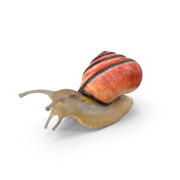 Snail PNG & PSD Images