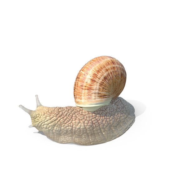 Snail PNG & PSD Images