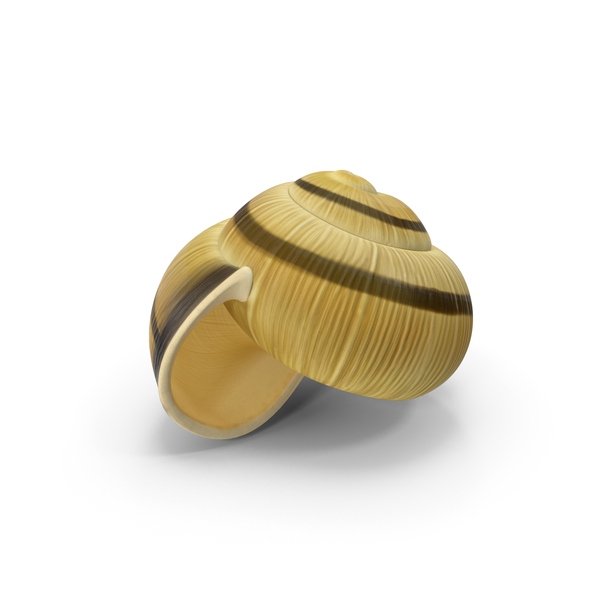 Sea: Snail Shell PNG & PSD Images