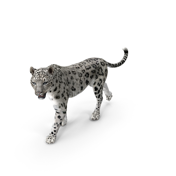 Snow Leopard Walking Pose PNG & PSD Images Snow Leopard Walking Pose PNG & PSD Images
