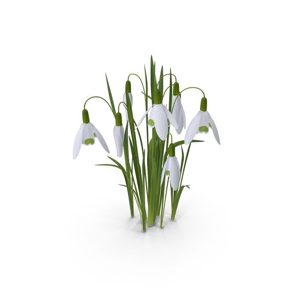 Flower: Snowdrop PNG & PSD Images Flower: Snowdrop PNG & PSD Images