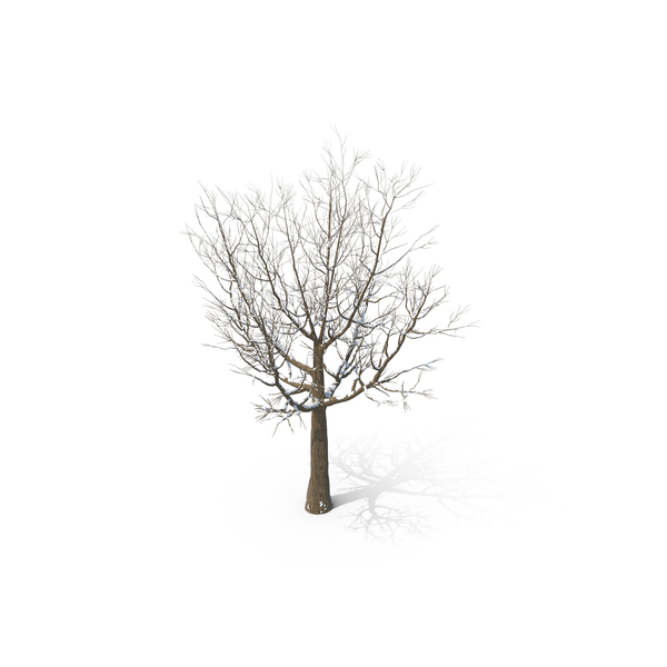 Snowy Tree PNG & PSD Images Snowy Tree PNG & PSD Images