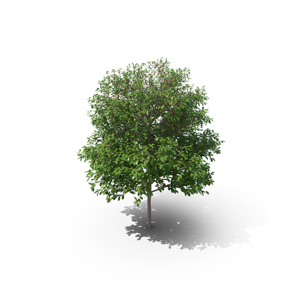 Sour Cherry Tree PNG & PSD Images Sour Cherry Tree PNG & PSD Images