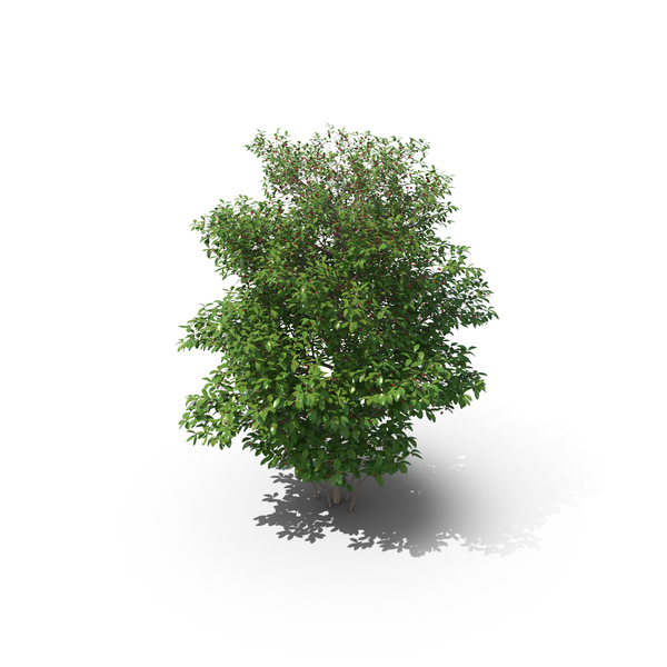 Sour Cherry Tree PNG & PSD Images Sour Cherry Tree PNG & PSD Images