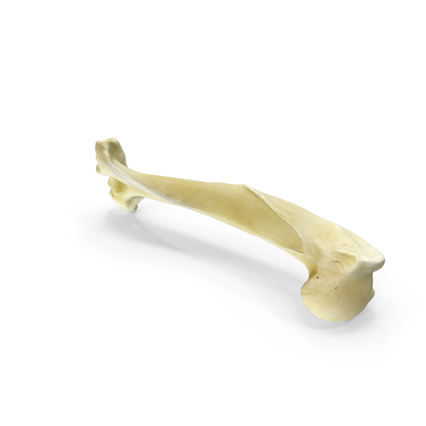 Animal Skeleton: South American Coati Nasua Nasua Humerus Bone PNG & PSD Images