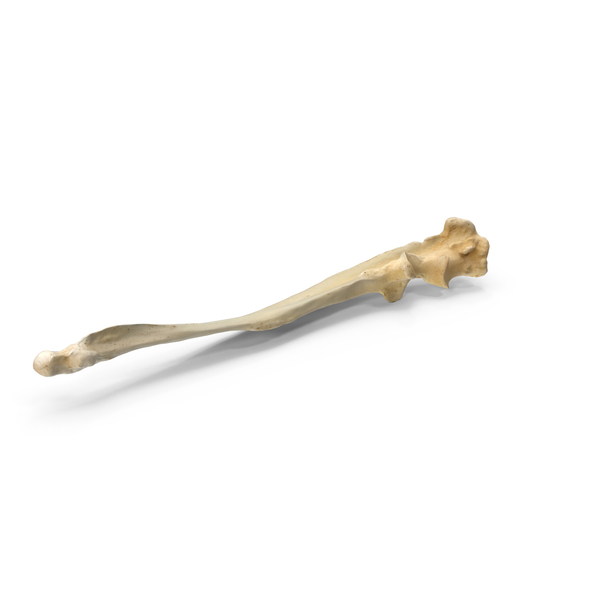 South American Coati Ulna Bone PNG & PSD Images South American Coati Ulna Bone PNG & PSD Images