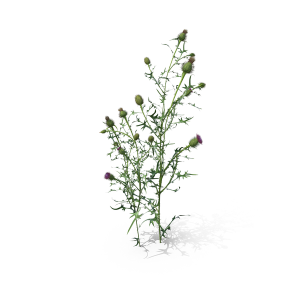 Plants: Spar Thistle (Cirsium Vulgare) PNG & PSD Images